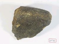 藏品(動物骨及齒化石)的圖片